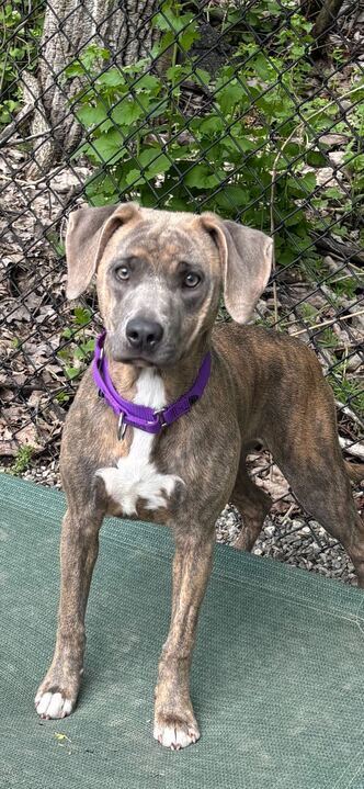Brinn, an adoptable Unknown breed in Elmsford, NY