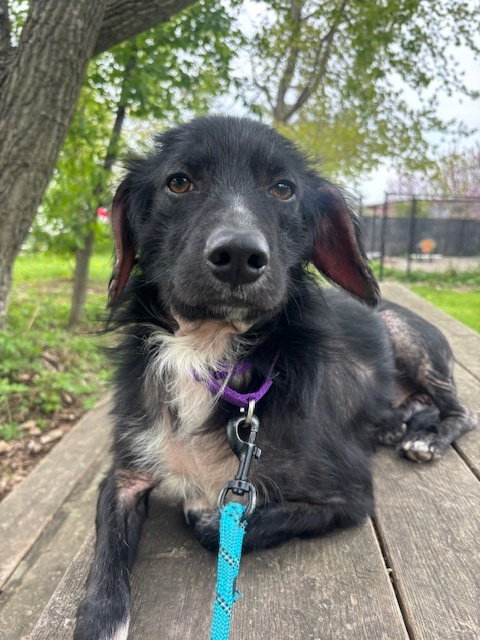 Gene Simmons, an adoptable Hound in Elmsford, NY
