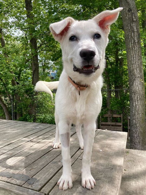 Dipity, an adoptable Labrador Retriever in Elmsford, NY