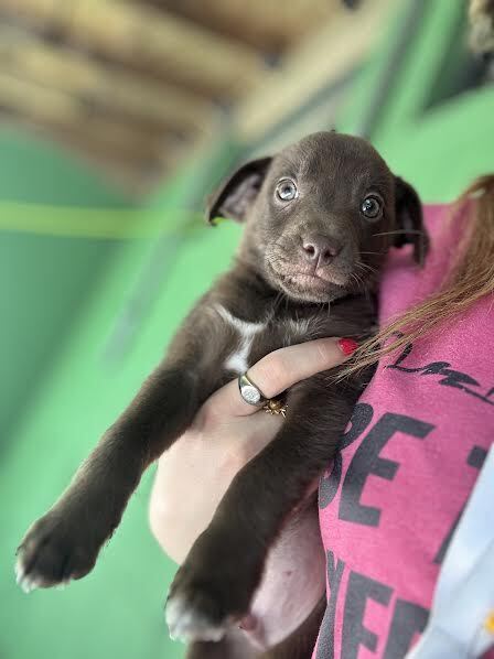 SOMBRERO - Labrador Retriever available for adoption