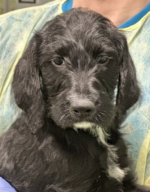 Rosalind, an adoptable Hound in Elmsford, NY