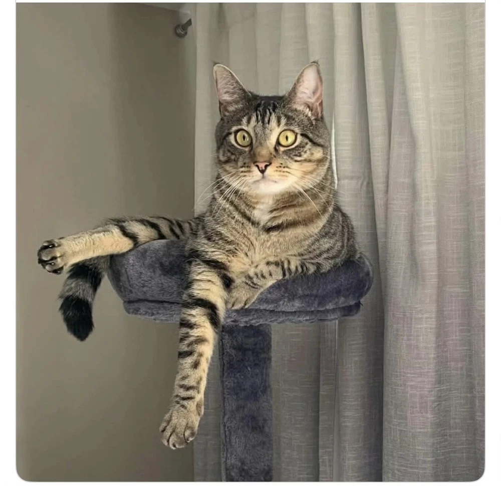Loki  Courtesy Post