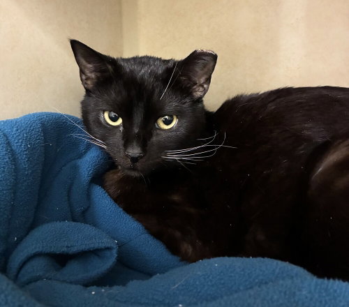 Laurent, Young Domestic Short Hair / Mixed, cat for adoption in New Rochelle, New York