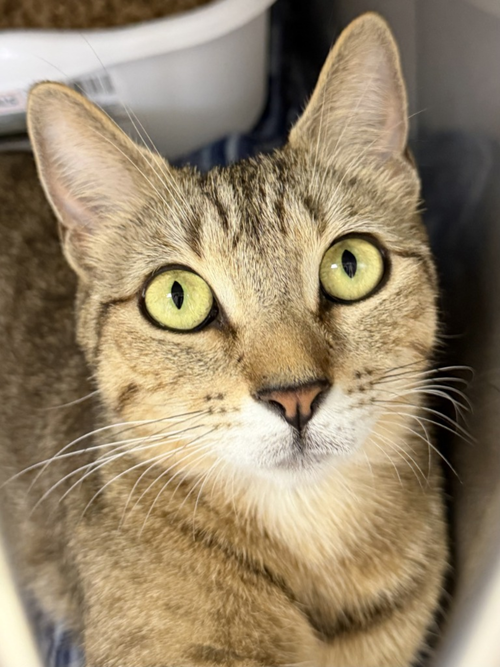Peppa, Domestic Short Hair / Mixed, cat for adoption in New Rochelle, New York
