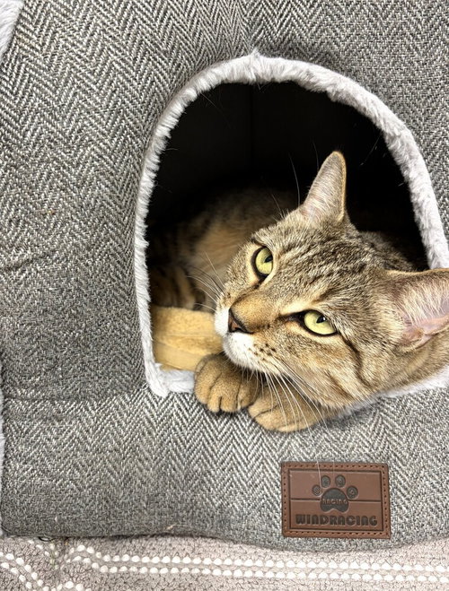 Peppa, Domestic Short Hair / Mixed, cat for adoption in New Rochelle, New York