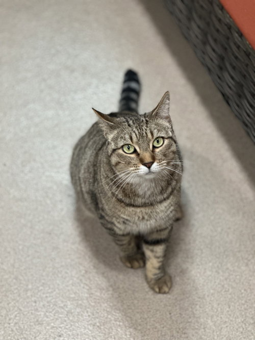 Peppa, Domestic Short Hair / Mixed, cat for adoption in Danbury, Connecticut