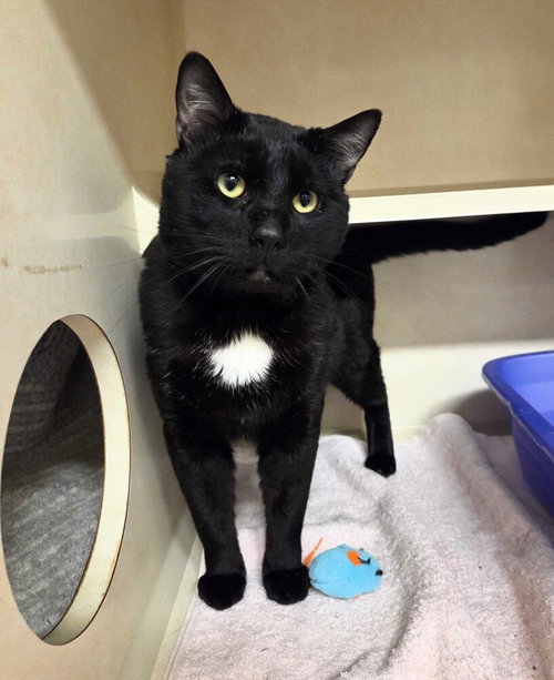 Rebel, Adult Domestic Short Hair / Mixed, cat for adoption in New Rochelle, New York