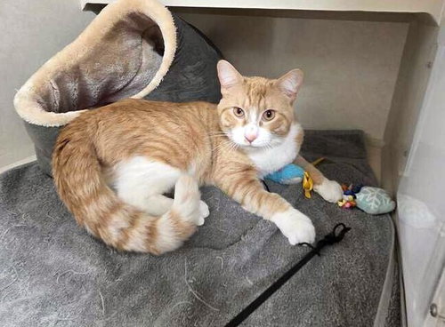 BACON - Domestic Short Hair available for adoption