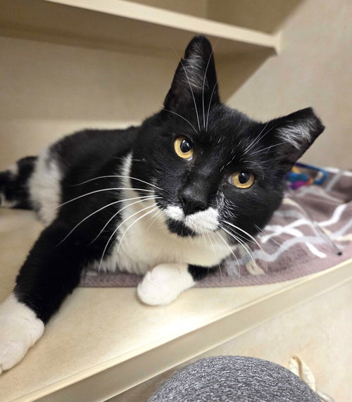 KEIFER - Domestic Short Hair available for adoption