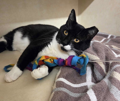 KEIFER - Domestic Short Hair available for adoption