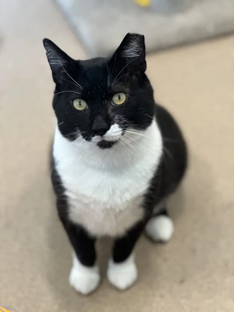 Keifer - Domestic Short Hair