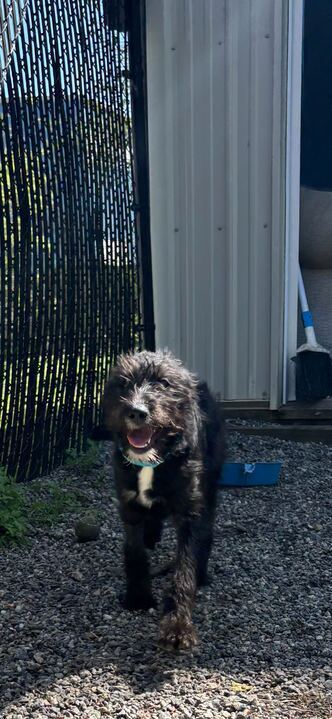 NOVA - Poodle (Standard) available for adoption