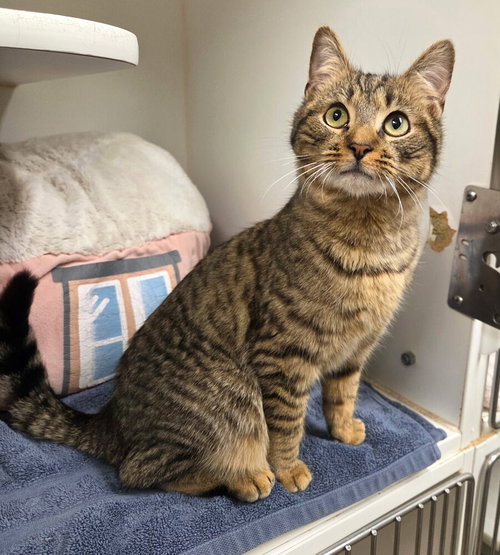 August - available 5/8, an adoptable Domestic Short Hair in Elmsford, NY