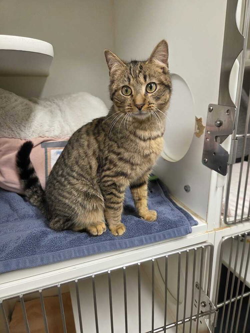 AUGUST - AVAILABLE 5/8 - Domestic Short Hair available for adoption