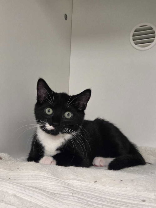 DARCY - Domestic Short Hair available for adoption