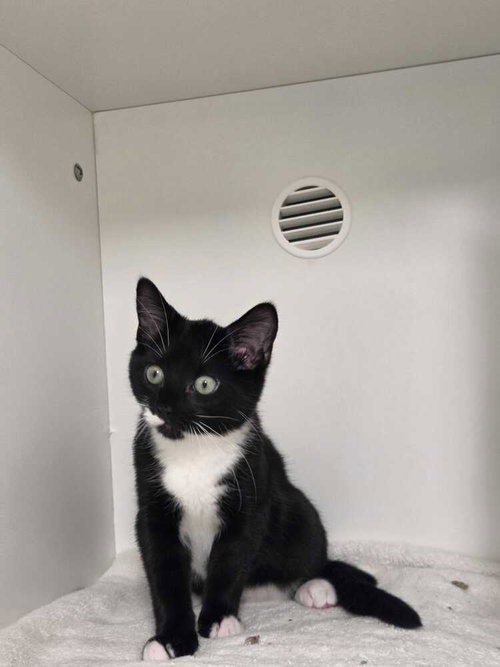 DARCY - Domestic Short Hair available for adoption
