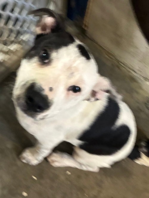 Vinyasa available 5/8/26, an adoptable Unknown breed in Elmsford, NY