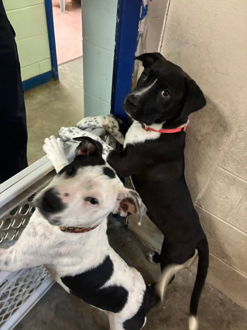 VINYASA - Unknown available for adoption