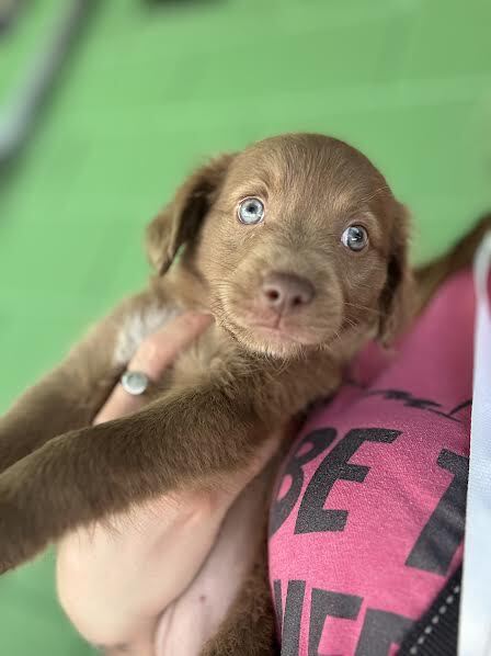 TAM - Labrador Retriever available for adoption