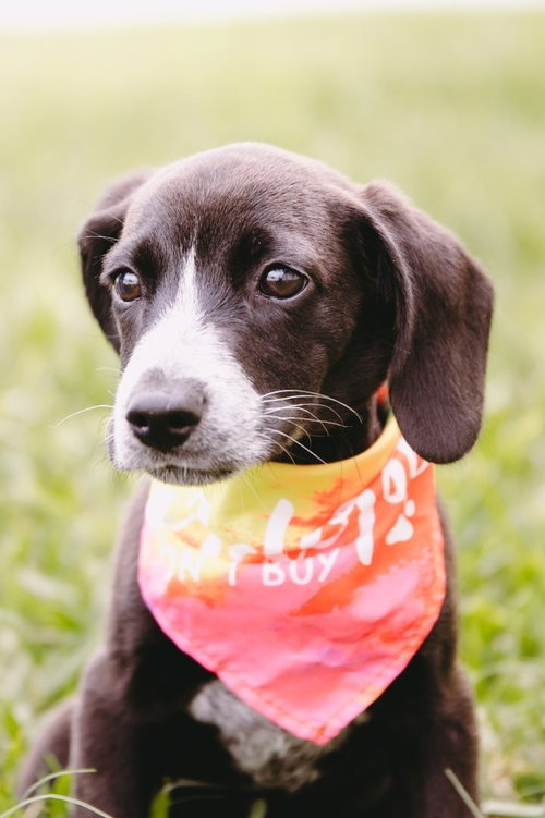 JIMMY AVAILABLE FOSTER TO ADOPT - Dachshund available for adoption