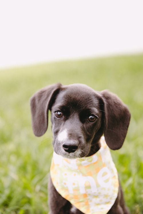KIT - Dachshund available for adoption