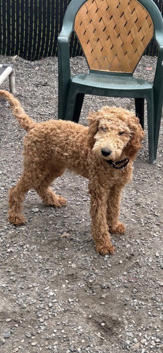 ALADDIN AVAILABLE 5/15 - Poodle (Standard) available for adoption