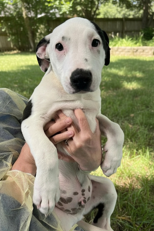 GQ AVAILABLE 5/15 - Unknown available for adoption