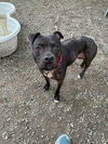 Stella Available 5/15 - Photo 2