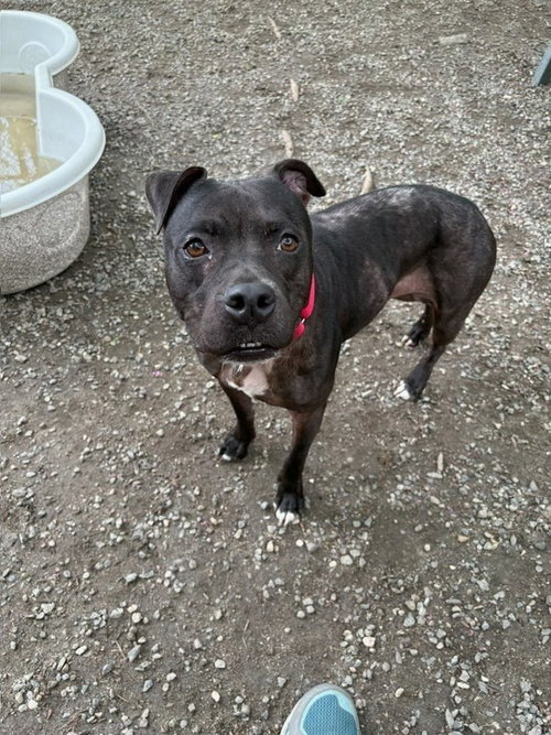 STELLA AVAILABLE 5/15 - Unknown available for adoption