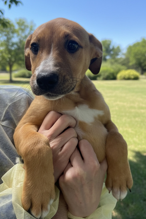 VANITY FAIR AVAILABLE 4/15 - Unknown available for adoption