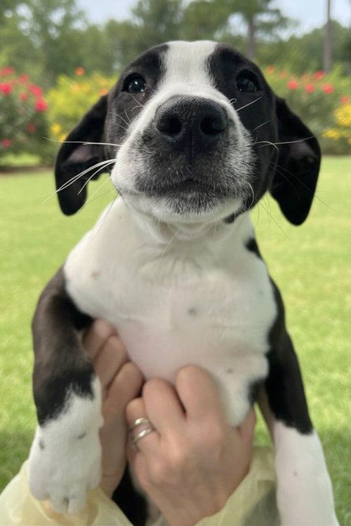 ESSENCE AVAILABLE 5/15 - Unknown available for adoption