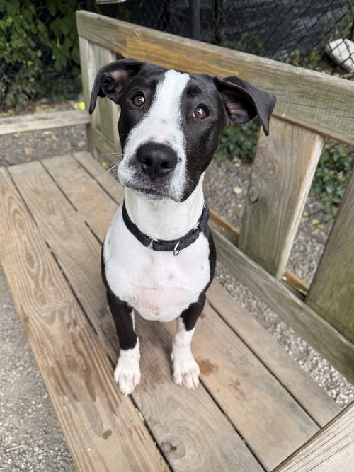 ESSENCE - Unknown available for adoption
