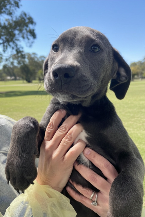 VOGUE AVAILABLE 5/15 - Unknown available for adoption