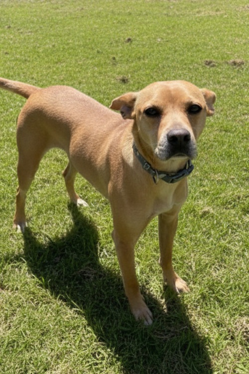 TAG AVAILABLE 5/15 - Unknown available for adoption