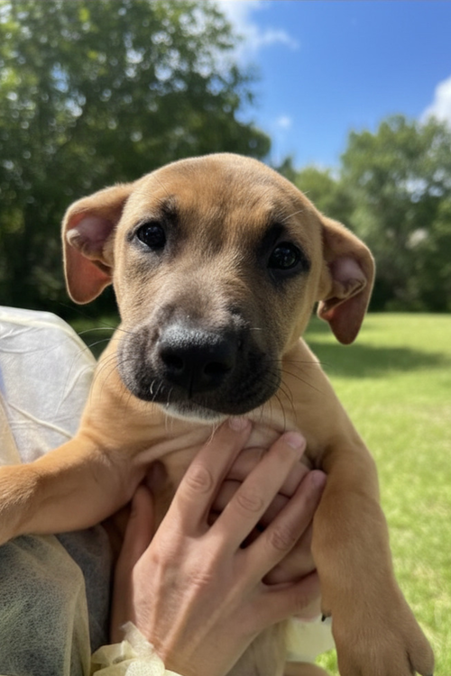 TIME AVAILABLE 5/15 - Unknown available for adoption