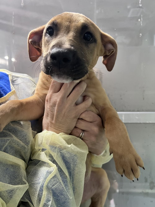 TIME AVAILABLE 5/15 - Unknown available for adoption