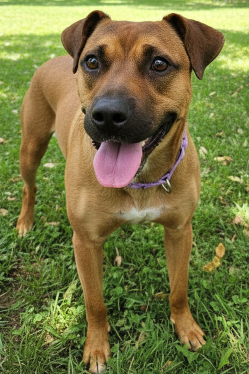 JET AVAILABLE 5/15 - Boxer available for adoption