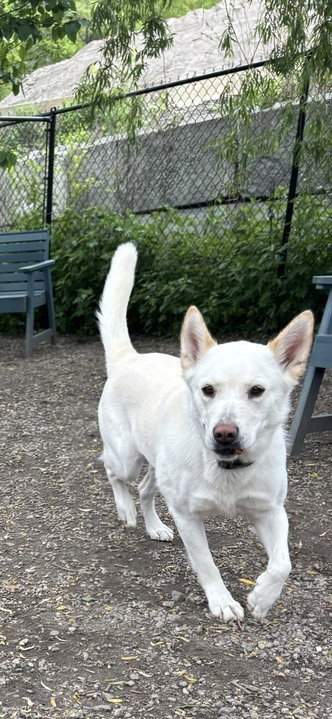 ELLA AVAILABLE 5/15 - Shepherd available for adoption