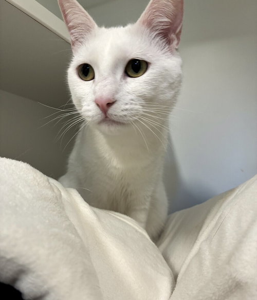 SANDY - Domestic Short Hair available for adoption