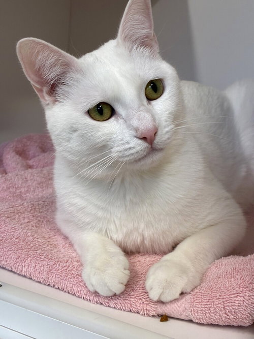 Sandy, Young Domestic Short Hair / Mixed, cat for adoption in West Haven, Connecticut