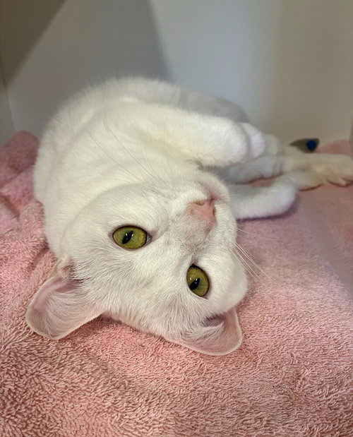 SANDY - Domestic Short Hair available for adoption
