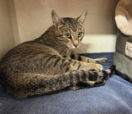 ELLA - Domestic Short Hair for adoption in Stamford