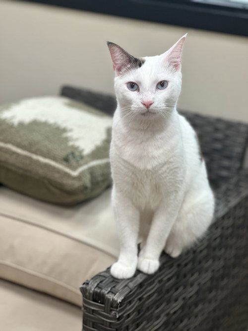 STORMY - Domestic Short Hair for adoption in Stamford