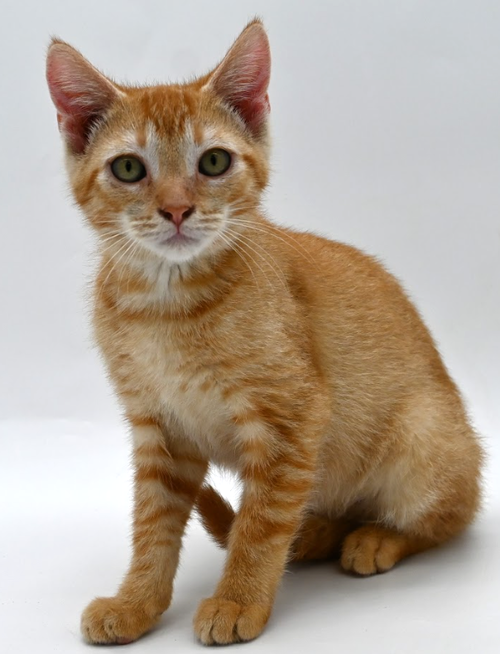 BEAUREGARD - AVAILABLE 5/16