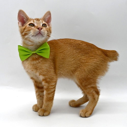MAX - AVAILABLE 5/16