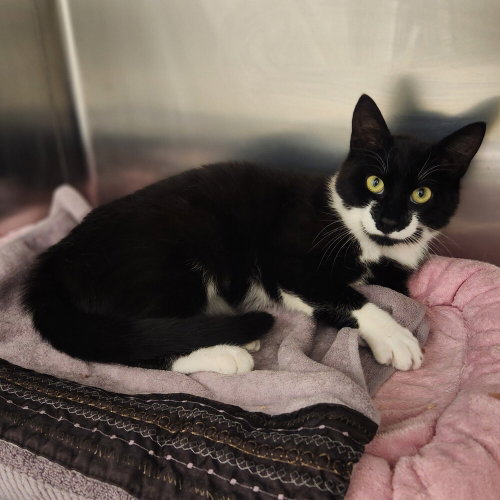 Polly Pocket, an adoptable Domestic Short Hair in Elmsford, NY