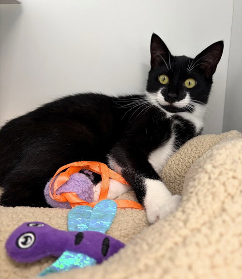Polly Pocket, Baby Domestic Short Hair / Mixed, cat for adoption in Passaic, New Jersey