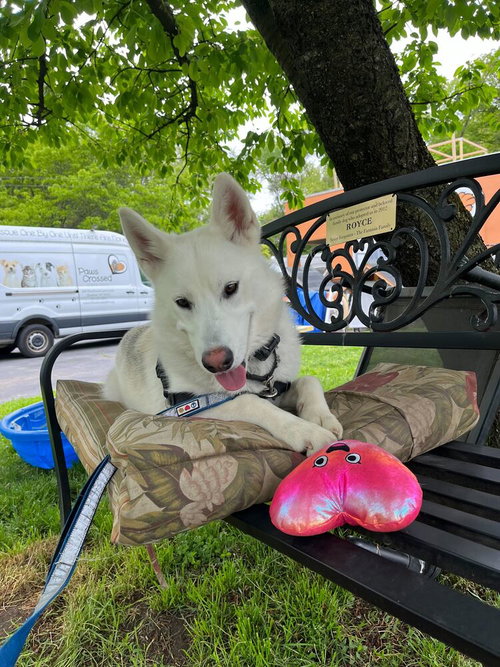 Snowy, an adoptable Husky in Elmsford, NY