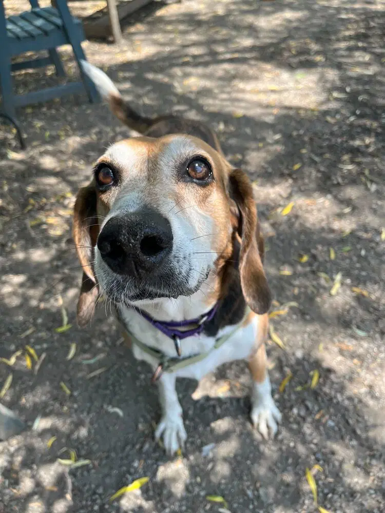 Kemp - Coonhound