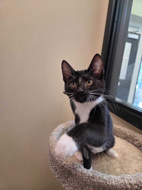 Naomi, Baby Domestic Short Hair / Mixed, cat for adoption in New Rochelle, New York